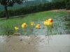 Ducks_pond.jpg